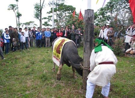 Lạ lùng lễ chém trâu hội đền Chín Gian - 5