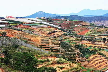 Độc đáo ruộng bậc thang ở Đà Lạt - 1 Độc đáo ruộng bậc thang ở Đà Lạt - 1
