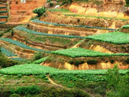 Độc đáo ruộng bậc thang ở Đà Lạt - 10 Độc đáo ruộng bậc thang ở Đà Lạt - 10