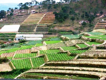 Độc đáo ruộng bậc thang ở Đà Lạt - 11 Độc đáo ruộng bậc thang ở Đà Lạt - 11