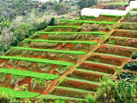 Độc đáo ruộng bậc thang ở Đà Lạt - 3 Độc đáo ruộng bậc thang ở Đà Lạt - 3