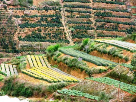 Độc đáo ruộng bậc thang ở Đà Lạt - 4