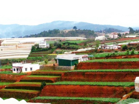 Độc đáo ruộng bậc thang ở Đà Lạt - 6 Độc đáo ruộng bậc thang ở Đà Lạt - 6