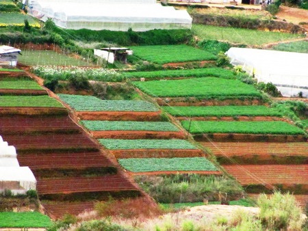 Độc đáo ruộng bậc thang ở Đà Lạt - 7 Độc đáo ruộng bậc thang ở Đà Lạt - 7