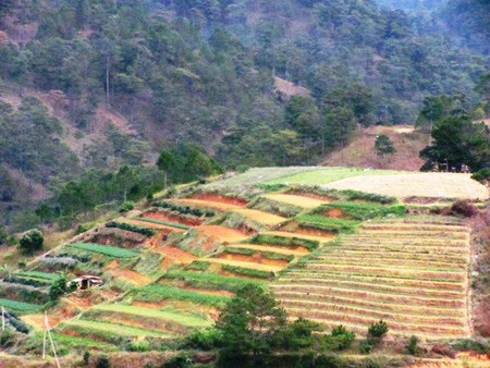 Độc đáo ruộng bậc thang ở Đà Lạt - 8 Độc đáo ruộng bậc thang ở Đà Lạt - 8