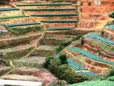 Độc đáo ruộng bậc thang ở Đà Lạt - 9 Độc đáo ruộng bậc thang ở Đà Lạt - 9