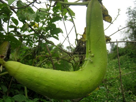 Đà Nẵng: Mướp trổ hoa ngay giữa trái - 1 Đà Nẵng: Mướp trổ hoa ngay giữa trái - 1