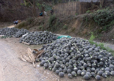 Rộn ràng mùa thu hái dứa thơm - 3