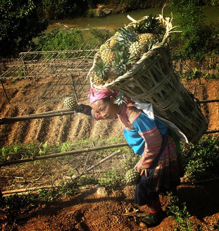 Rộn ràng mùa thu hái dứa thơm - 4