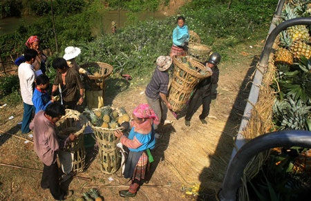 Rộn ràng mùa thu hái dứa thơm - 5