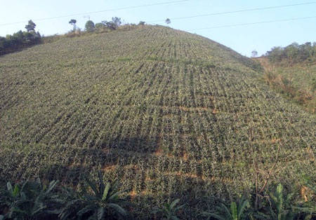 Rộn ràng mùa thu hái dứa thơm - 7