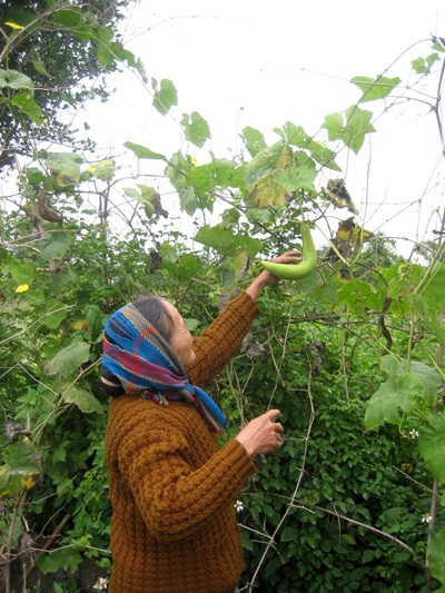 Đà Nẵng: Mướp trổ hoa ngay giữa trái - 2 Đà Nẵng: Mướp trổ hoa ngay giữa trái - 2