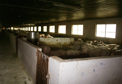 Hai trại lợn gây ô nhiễm “qua mặt” cơ quan chức năng - 3