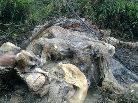 Nghệ An: Một con voi bị hạ sát lấy ngà - 2