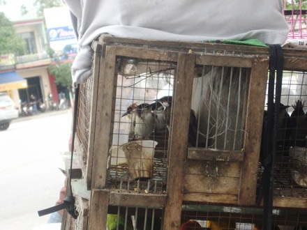 Ngẩn ngơ cà phê… chim - 3 Ngẩn ngơ cà phê… chim - 3