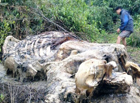 Đề nghị khởi tố vụ hạ sát voi rừng lấy ngà - 1