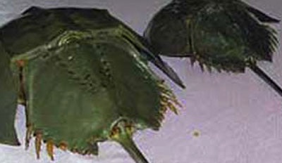 Ăn nhầm so biển, cả nhà nhập viện - 1