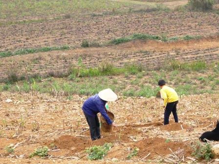 Làng “khát” bên đập Vó Đại  - 1
