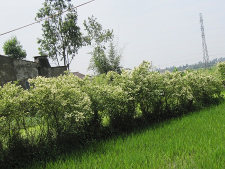 Chùm ảnh: Nõn nà sắc trắng hoa trâm - 9 Chùm ảnh: Nõn nà sắc trắng hoa trâm - 9