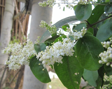Chùm ảnh: Nõn nà sắc trắng hoa trâm - 1 Chùm ảnh: Nõn nà sắc trắng hoa trâm - 1