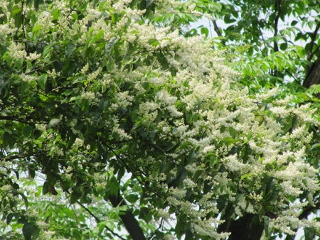 Chùm ảnh: Nõn nà sắc trắng hoa trâm - 6 Chùm ảnh: Nõn nà sắc trắng hoa trâm - 6