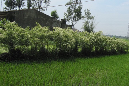 Chùm ảnh: Nõn nà sắc trắng hoa trâm - 8 Chùm ảnh: Nõn nà sắc trắng hoa trâm - 8
