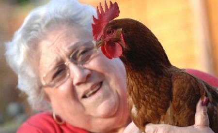 Gà mái đột nhiên chuyển giới - 1