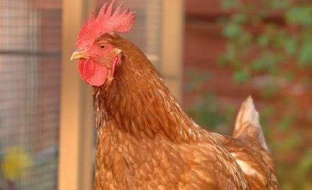 Gà mái đột nhiên chuyển giới - 2