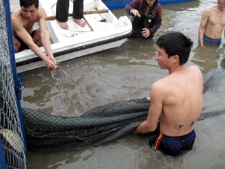 Cận cảnh diễn tập "đưa cụ Rùa vào lồng" - 15