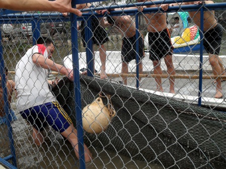 Cận cảnh diễn tập "đưa cụ Rùa vào lồng" - 11