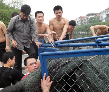 Cận cảnh diễn tập "đưa cụ Rùa vào lồng" - 13