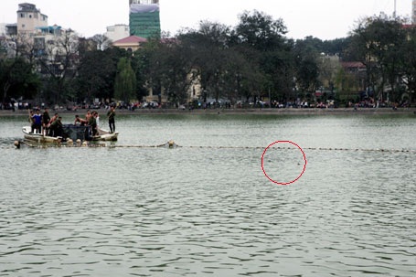 Cụ Rùa đã được an toàn trong bể chữa bệnh - 17