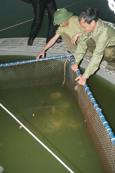 Mở rộng không gian bể điều dưỡng cho Rùa Hồ Gươm  - 1