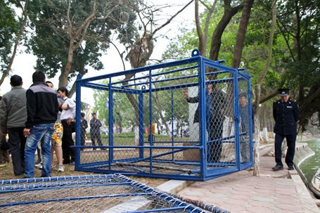 Cụ Rùa đã được an toàn trong bể chữa bệnh - 39