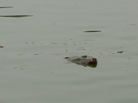 Cụ Rùa đã được an toàn trong bể chữa bệnh - 25