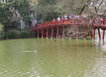 Cụ Rùa đã được an toàn trong bể chữa bệnh - 27