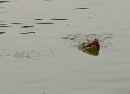 Cụ Rùa đã được an toàn trong bể chữa bệnh - 26