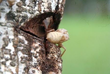 Xem “ve sầu thoát xác” sớm cuối Xuân - 9