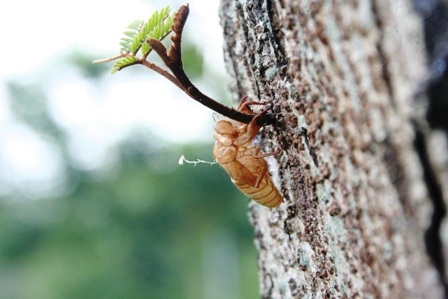 Xem “ve sầu thoát xác” sớm cuối Xuân - 4