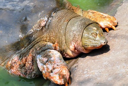 Tranh luận sôi nổi về "cụ Rùa thứ hai" - 2