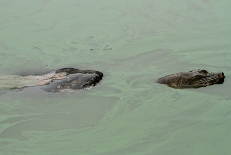 Tranh luận sôi nổi về "cụ Rùa thứ hai" - 1
