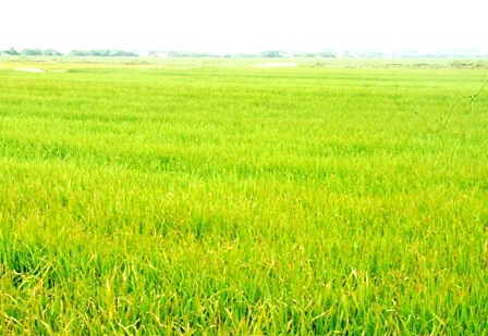 Cụ ông đột tử sau khi phun thuốc trừ sâu  - 1