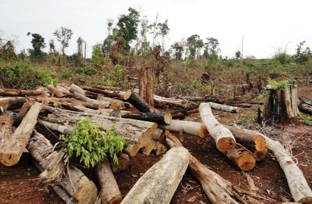 3 kiểm lâm bị hàng chục đối tượng bao vây, đánh trọng thương - 1