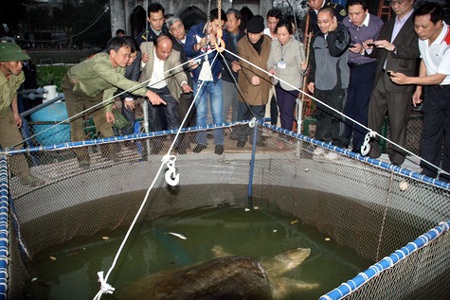 Có phác đồ điều trị cho cụ Rùa trước ngày 10/4 - 1