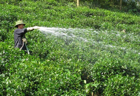 Lần đầu tiên tổ chức Festival trà Quốc tế tại Thái Nguyên - 1 Lần đầu tiên tổ chức Festival trà Quốc tế tại Thái Nguyên - 1