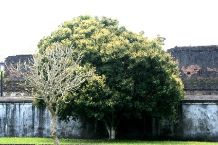 Những cây nhãn cổ thụ trong Kinh thành Huế nở hoa vàng rực rỡ - 16