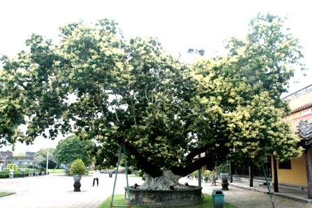 Những cây nhãn cổ thụ trong Kinh thành Huế nở hoa vàng rực rỡ - 5