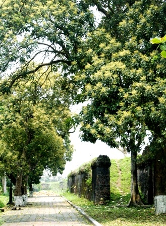 Những cây nhãn cổ thụ trong Kinh thành Huế nở hoa vàng rực rỡ - 21