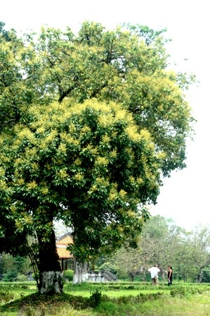 Những cây nhãn cổ thụ trong Kinh thành Huế nở hoa vàng rực rỡ - 4