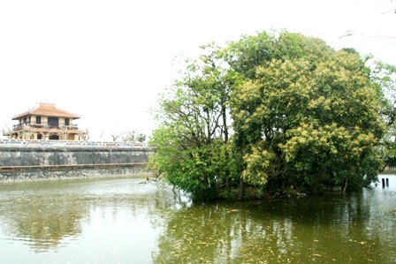 Những cây nhãn cổ thụ trong Kinh thành Huế nở hoa vàng rực rỡ - 3